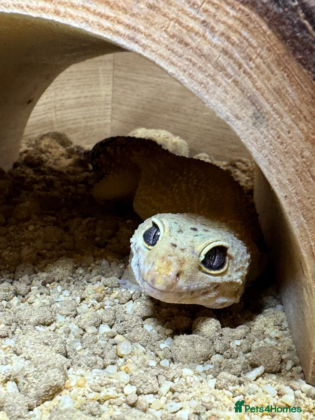 Leopard Gecko reptiles for sale: FEMALE leopard gecko  in Dunstable - Advert 1