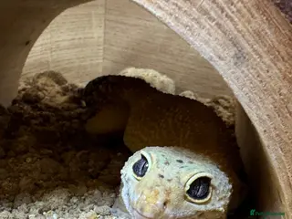 Leopard Gecko reptiles FEMALE leopard gecko - Advert 5