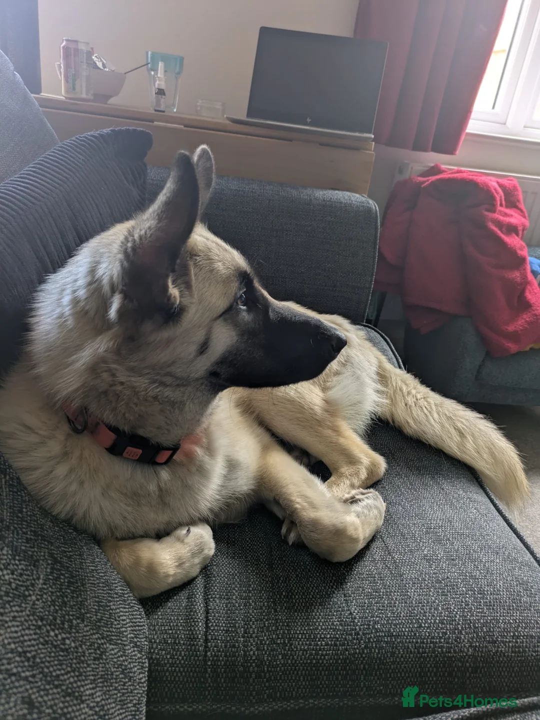 Mixed Breed dogs for adoption: ❤️MAYA❤️ 12 MONTHS OLD -MEDIUM-LOYAL-GENTLE-SOFT in Nottingham - Advert 14