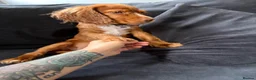 Cocker Spaniel dogs for sale: Beautiful girl golden cocker spaniel  - Advert 2