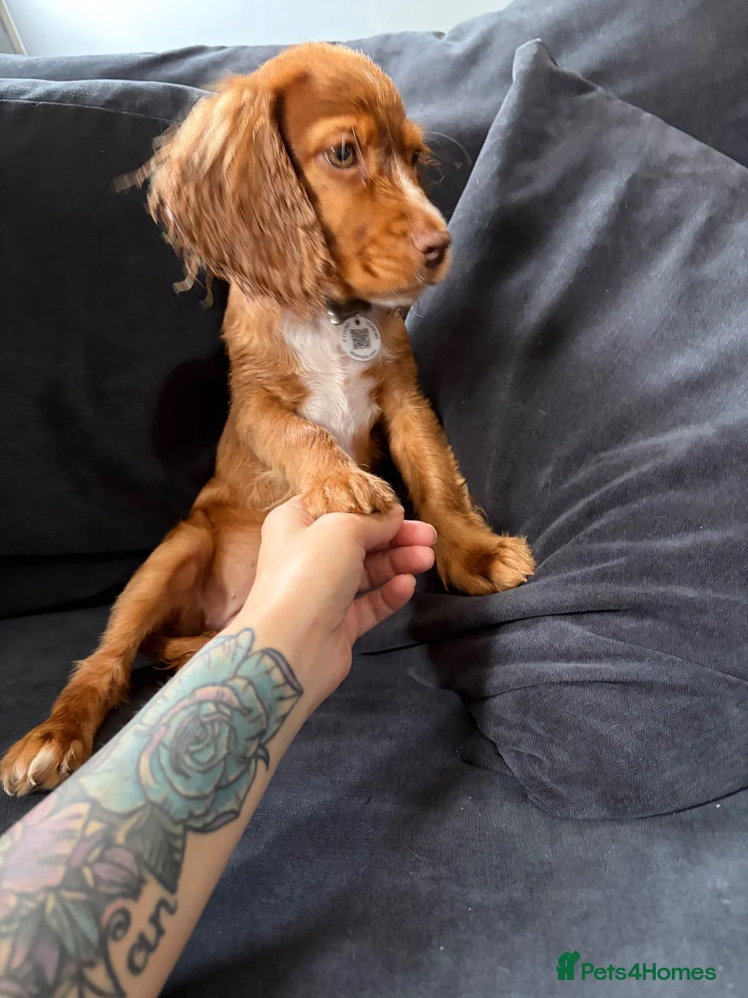 Cocker Spaniel dogs for sale: Beautiful girl golden cocker spaniel  - Advert 2