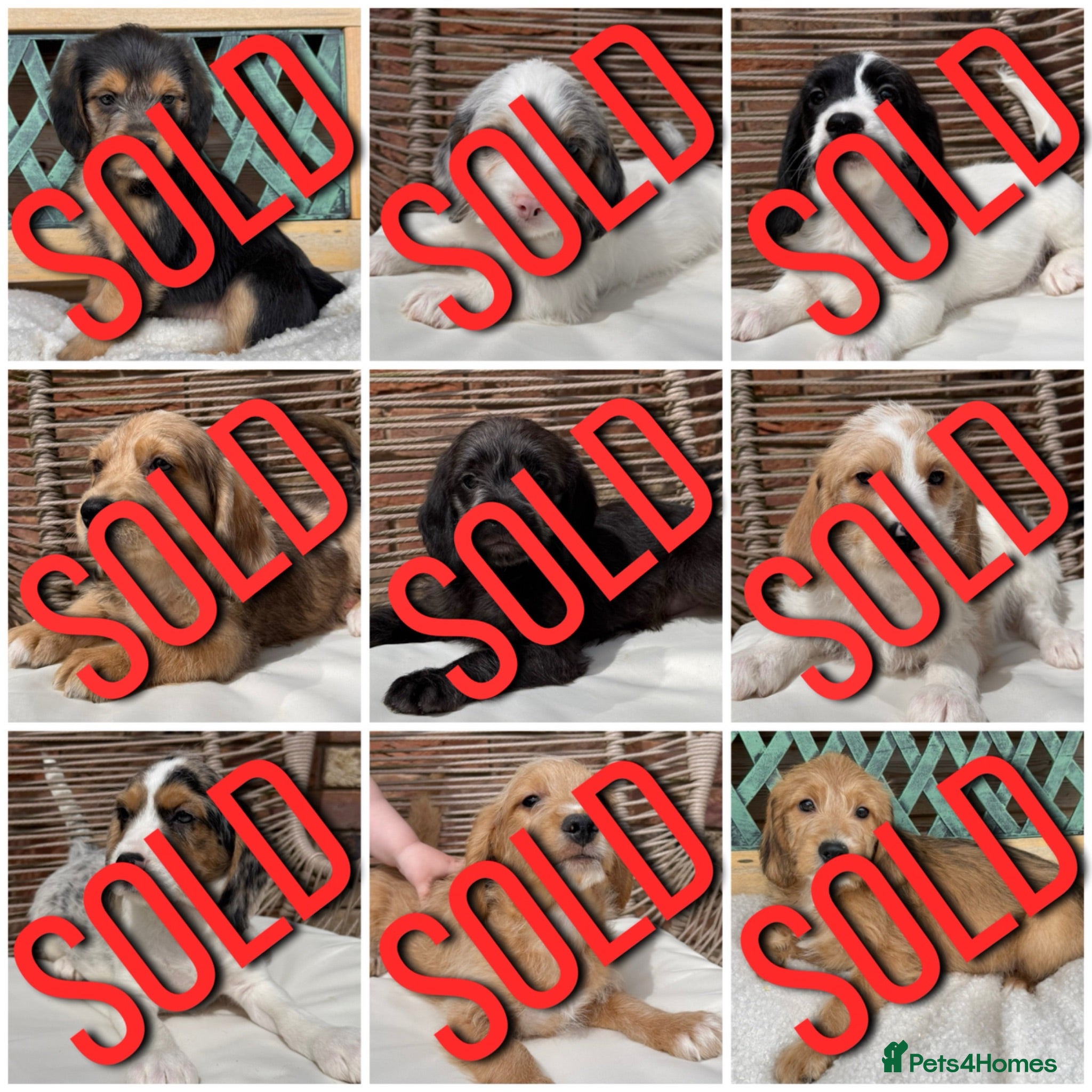 Mixed Breed dogs ⭐️⭐️Poogle Puppies (Beagle x Miniature Poodle)⭐️⭐️ - Advert 1