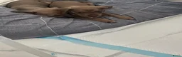 Staffordshire Bull Terrier dogs for sale: Stunning staffy pups  in Hartlepool - Advert 5