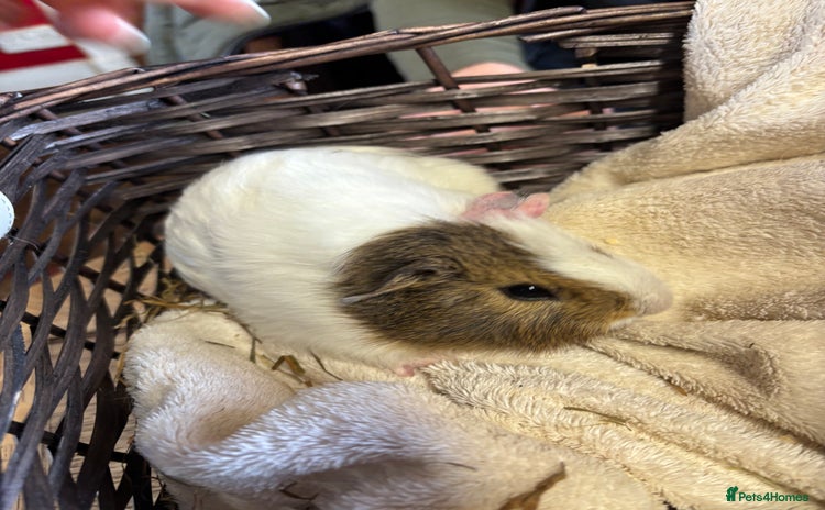 Guinea Pig rodents - Advert 1