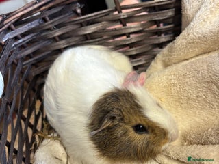 Guinea Pig rodents - Advert 8