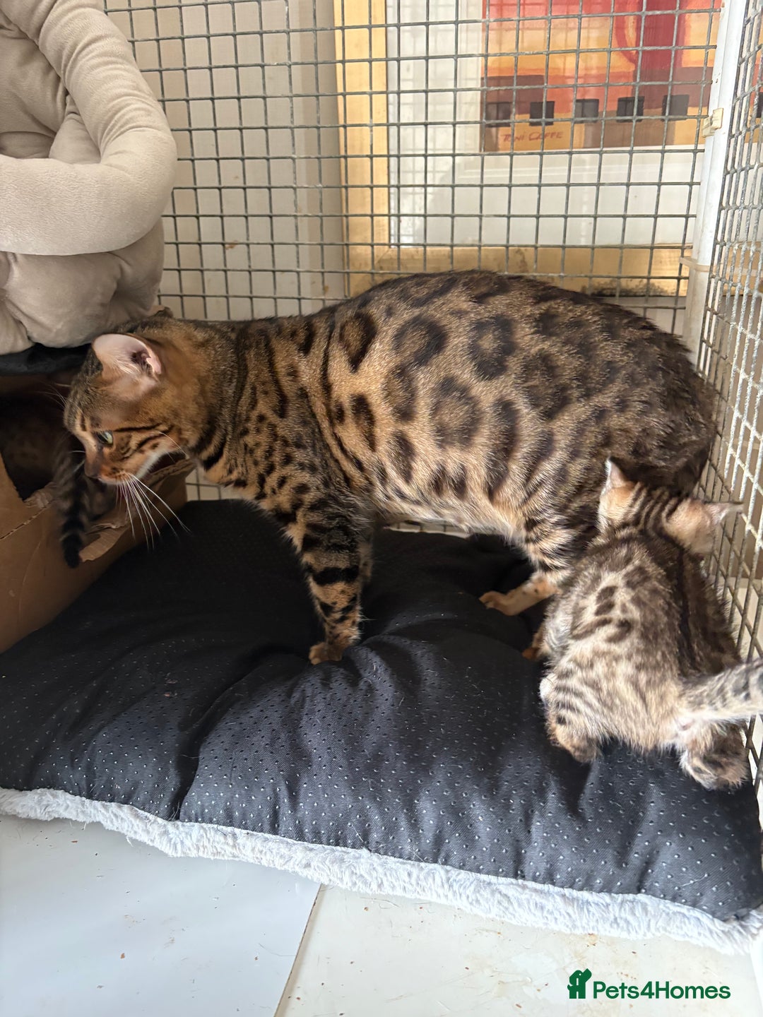 Bengal cats for sale: Pedigreed/registered Bengal kittens - Advert 3