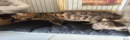 Bengal cats for sale: Pedigreed/registered Bengal kittens - Advert 3