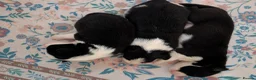 Border Collie dogs for sale: Traditional border collie puppies  - Advert 8