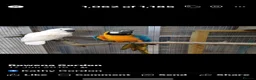 Cockatoo birds for sale: Macaw and Mollucan Cockatoo - Advert 8