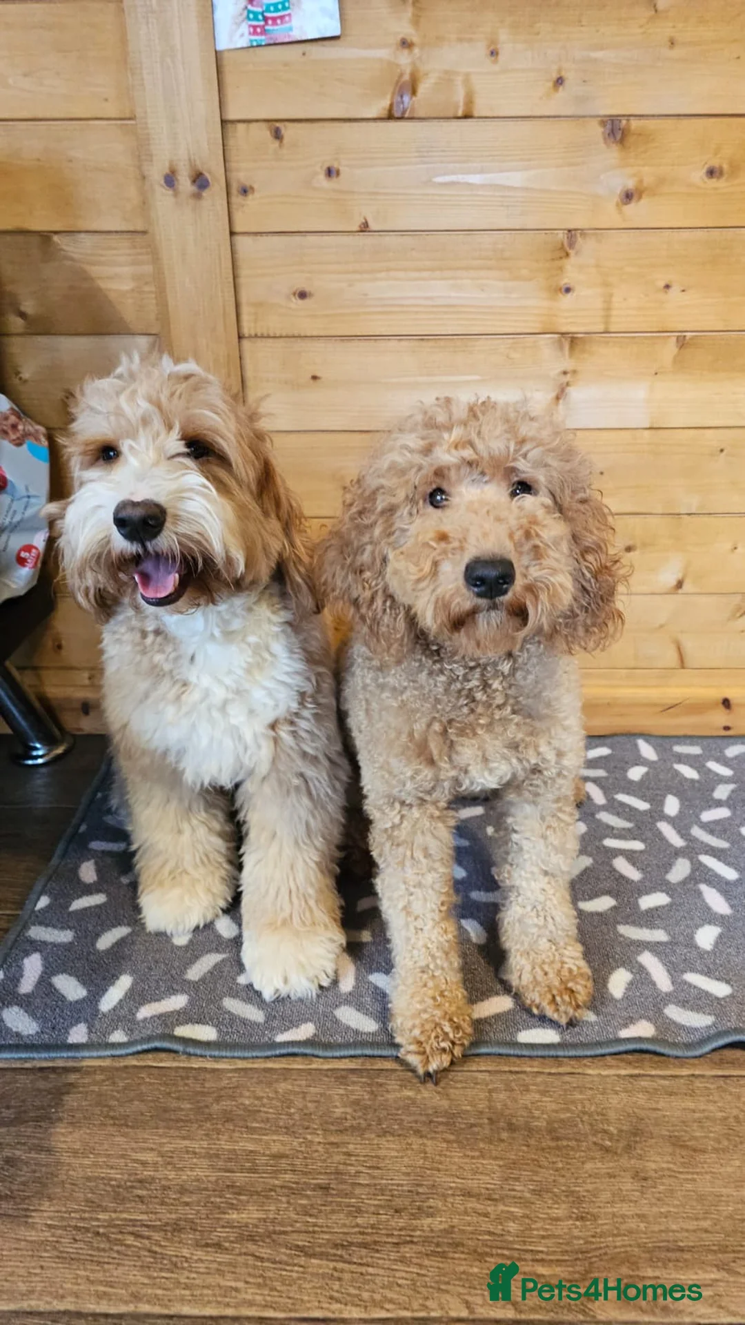 Australian Labradoodle dogs for sale: Pure Australian labradoddle  - Advert 14