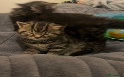 British Shorthair cats for sale: 4 Beautiful British Shorthair cross Kittens  - Image 30