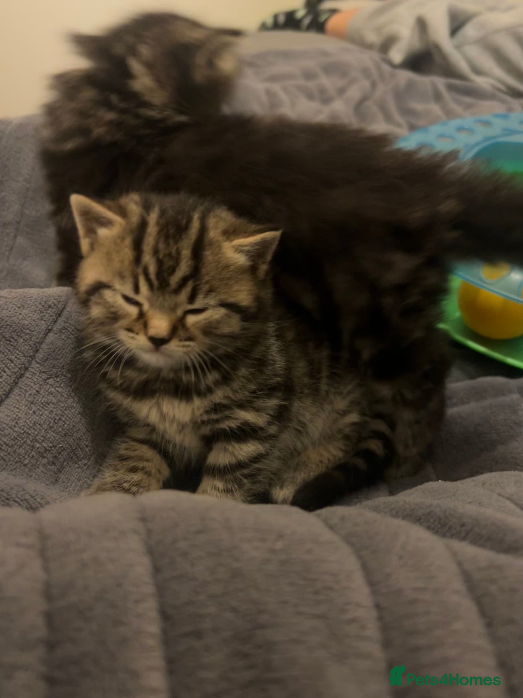 British Shorthair cats for sale: 4 Beautiful British Shorthair cross Kittens  - Image 30