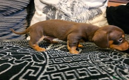 Dachshund dogs for sale: Stunning litter off pup  - Image 6