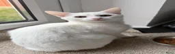 British Shorthair cats for sale: White kitten in Droitwich - Advert 5