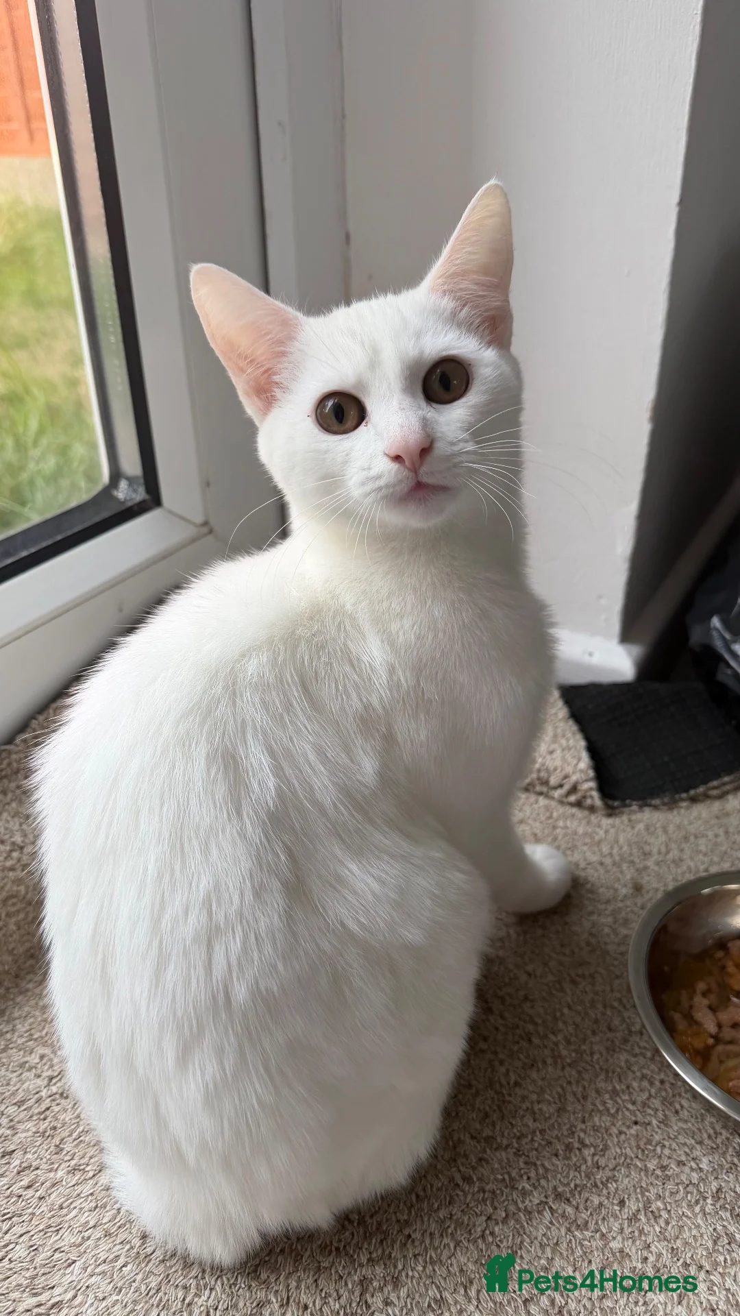 British Shorthair cats for sale: White kitten in Droitwich - Advert 5