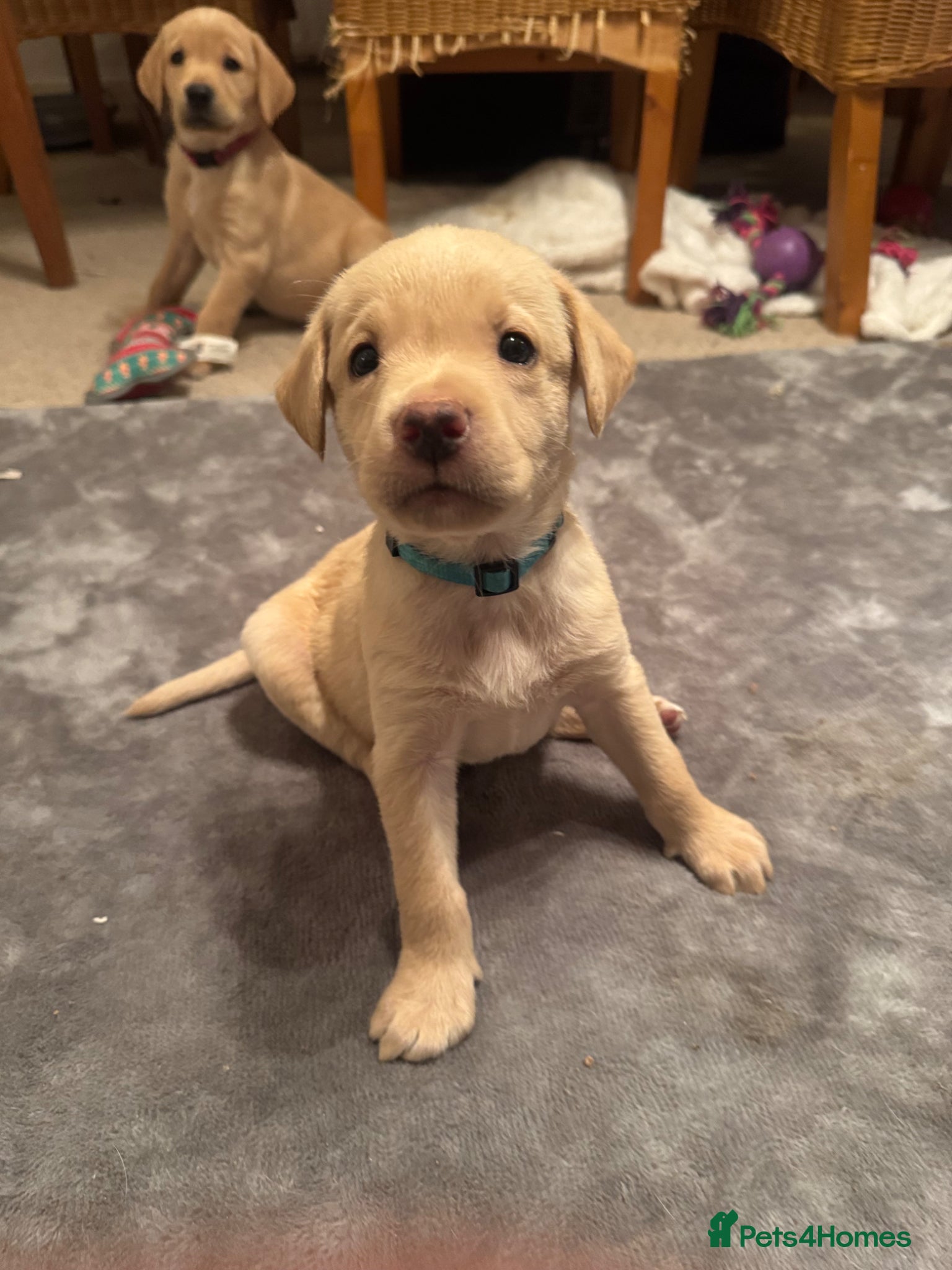 Labrador Retriever dogs 1 pup leftRed and dark yellow KC labrador puppies  - Advert 8