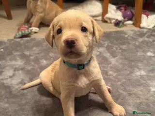 Labrador Retriever dogs 1 pup leftRed and dark yellow KC labrador puppies - Advert 8