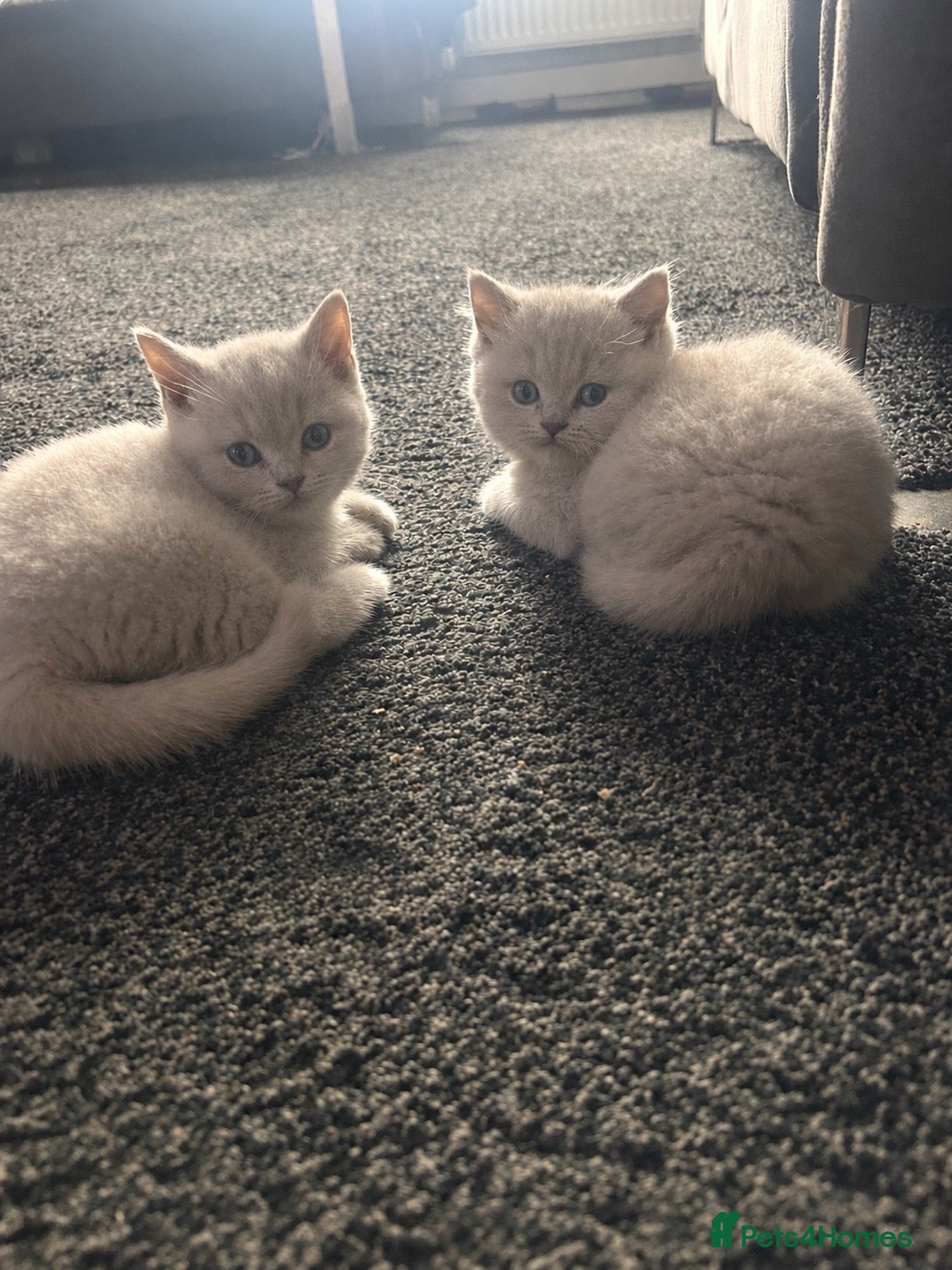 British Shorthair cats Beautiful British shorthair kittens💖💖 - Advert 1