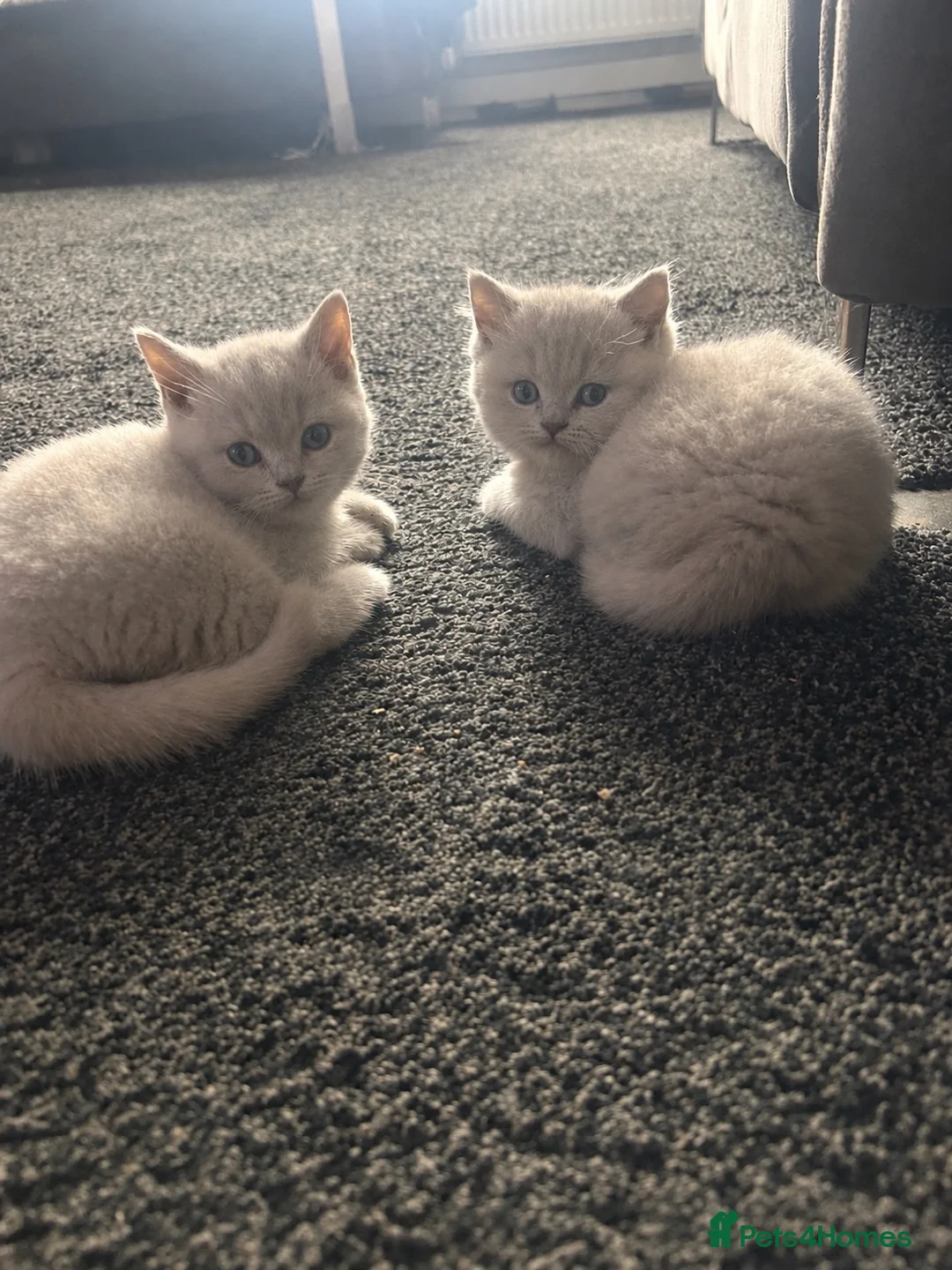 British Shorthair cats for sale: Beautiful British shorthair kittens💖💖 - Advert 1