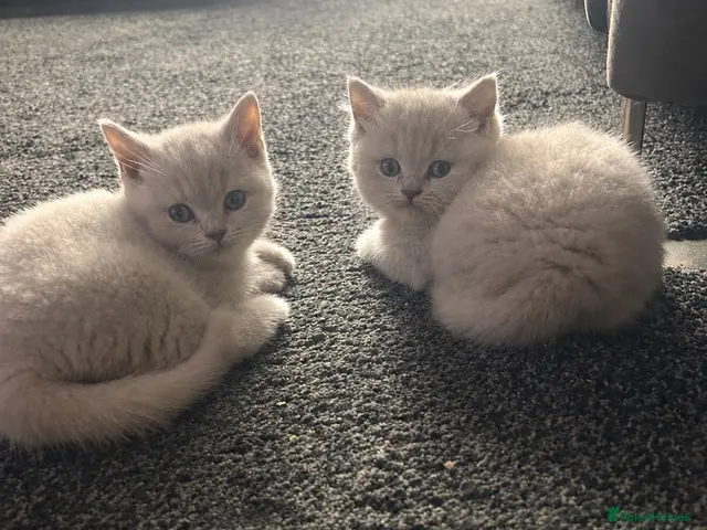British Shorthair cats for sale: Beautiful British shorthair kittens💖💖 - Advert 3