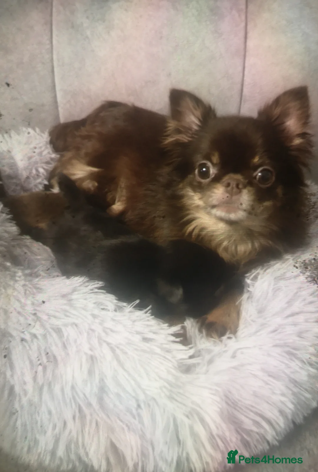 Chihuahua dogs for sale: Long haired chihuahua puppies - Advert 2