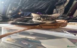 Mixed Breed cats for sale: 3 beautiful kitty’s 🥹 - Image 4