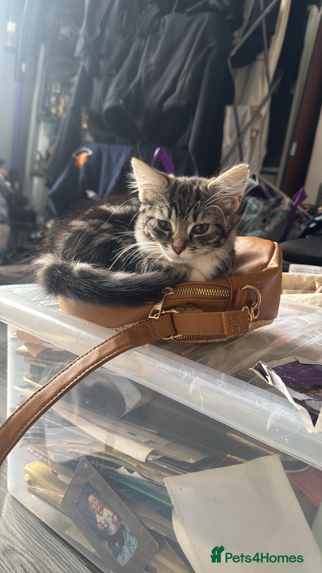 Mixed Breed cats for sale: 3 beautiful kitty’s 🥹 - Image 4