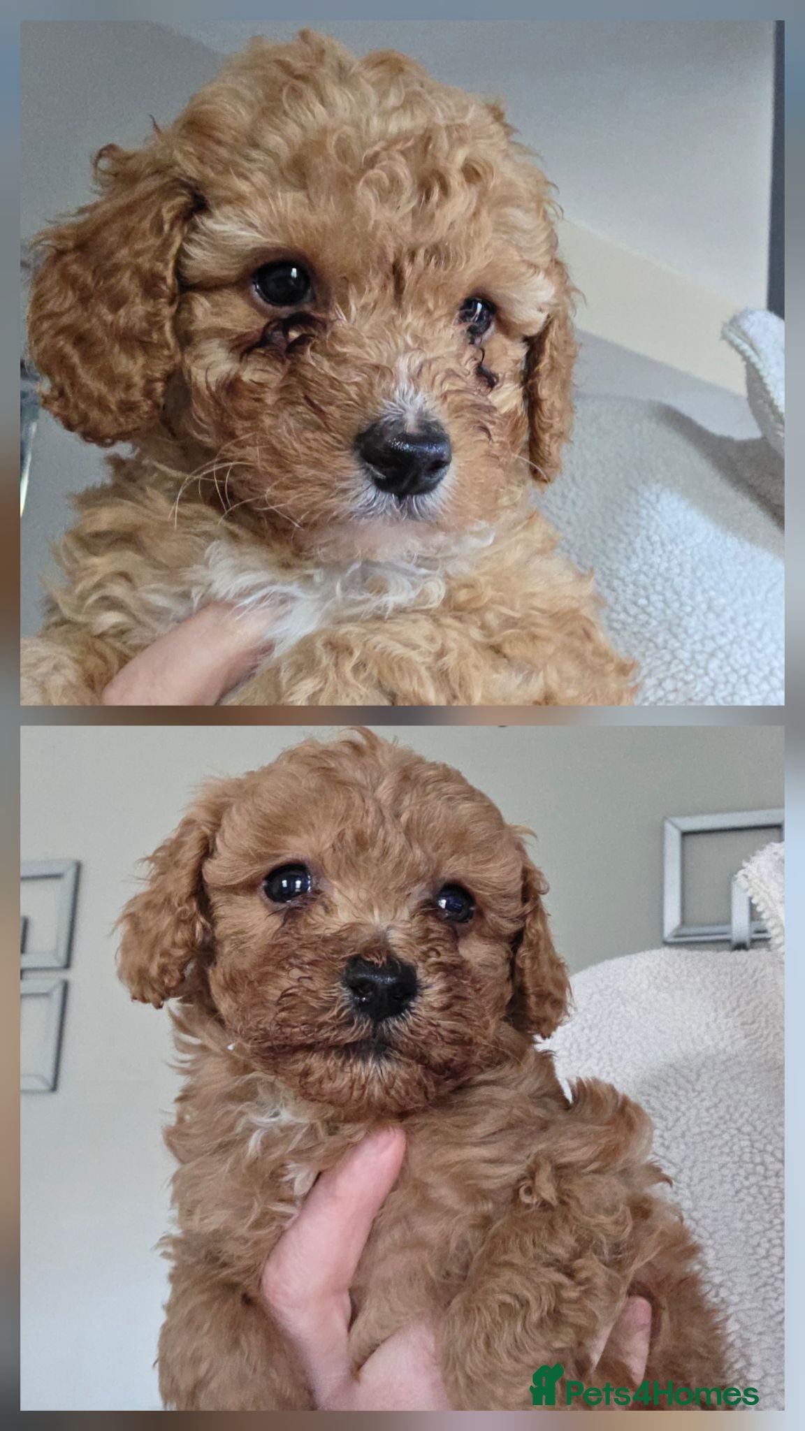 Cockapoo dogs Beautiful cockapoo  - Advert 9
