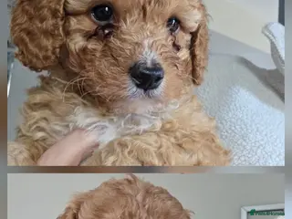Cockapoo dogs Beautiful cockapoo - Advert 9