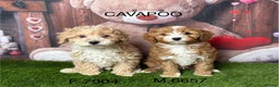 Cavapoo dogs for sale: Stunning Cavpoo puppies from a licensed Breeder  - Advert 1