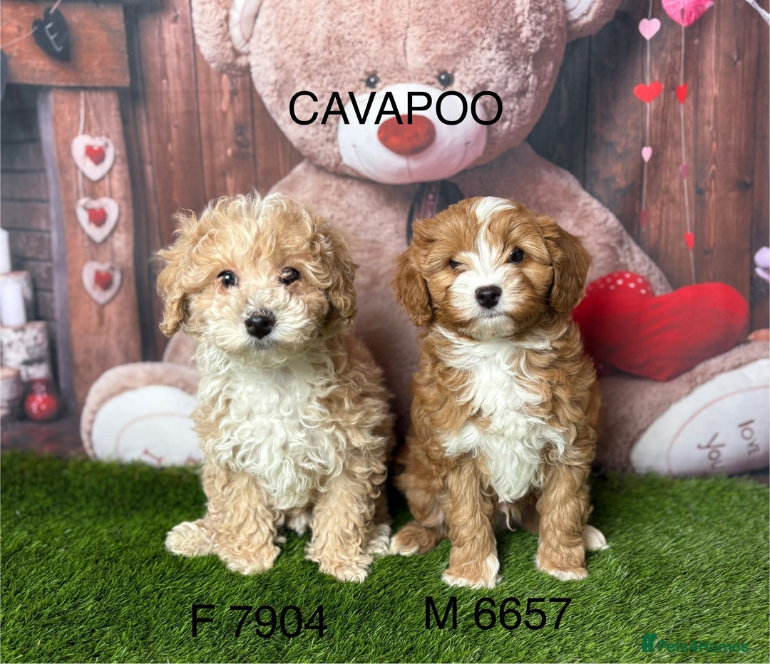 Cavapoo dogs for sale: Stunning Cavpoo puppies from a licensed Breeder  - Advert 1