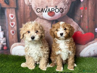 Cavapoo dogs Stunning Cavpoo puppies from a licensed Breeder - Advert 3