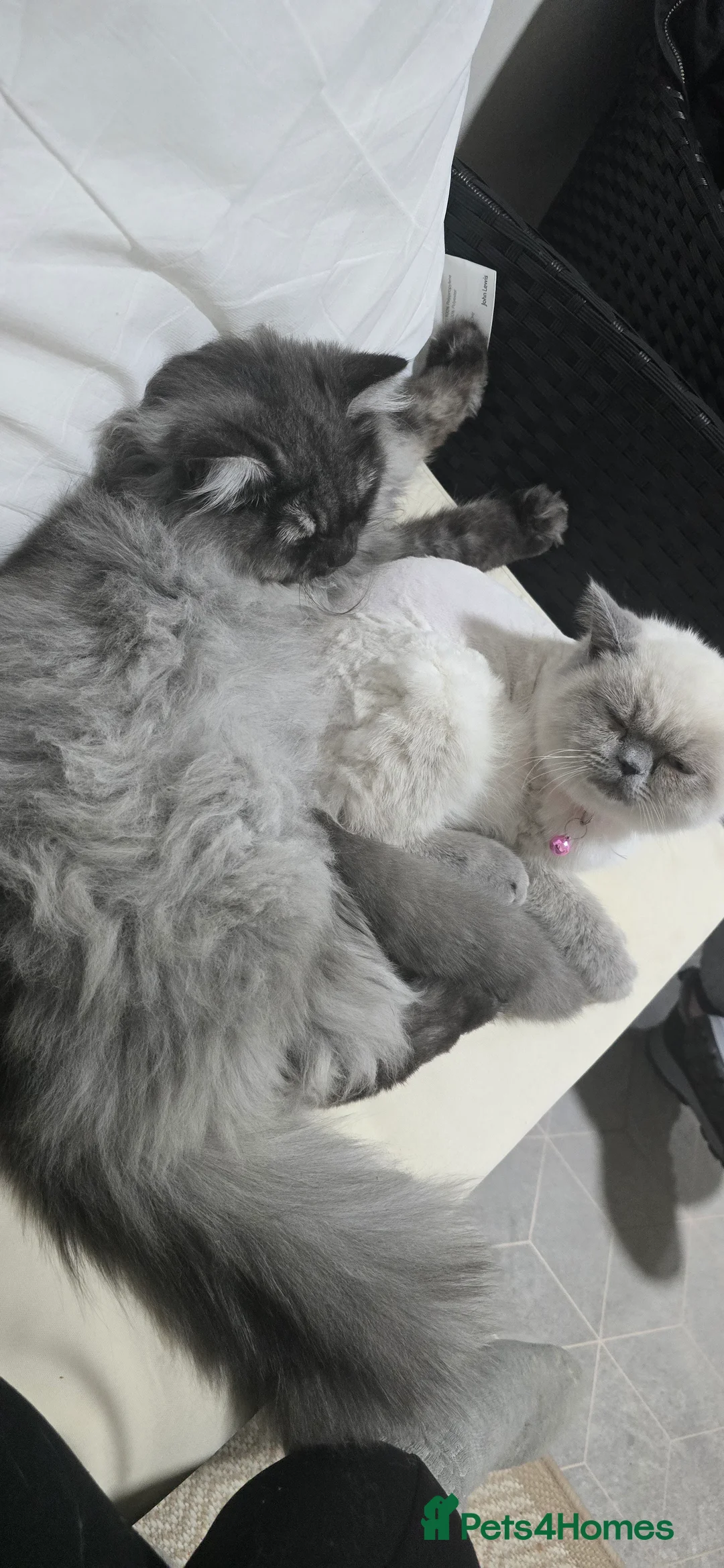 Persian cats for stud: Doll face persian stud only proven stud  - Advert 4