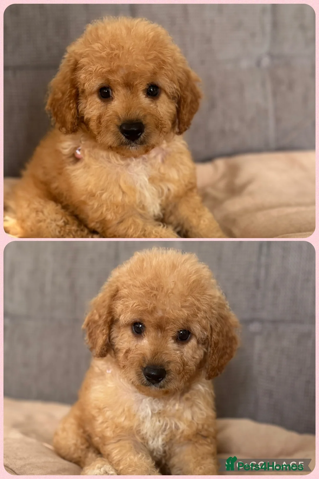 Cavapoochon dogs for sale: Tinyteddycavapoochons Now available  - Advert 20