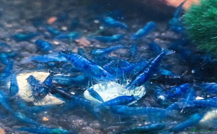 Shrimps fish - Advert 1
