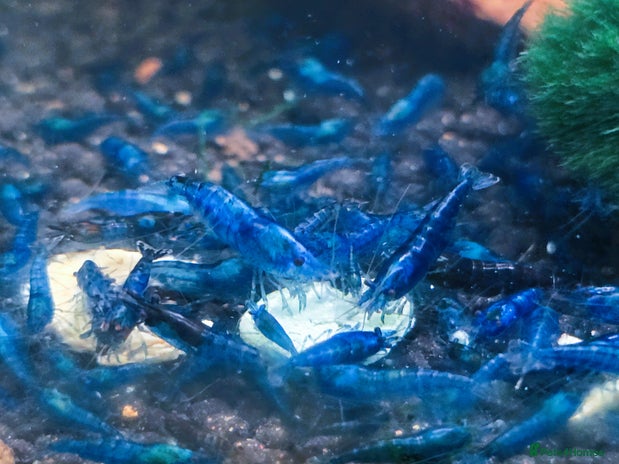 Shrimps fish - Advert 8
