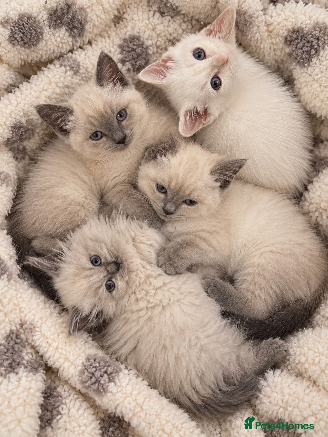 Ragdoll cats Gorgeous Ragdoll Kittens – Ready To Go!  - Advert 1