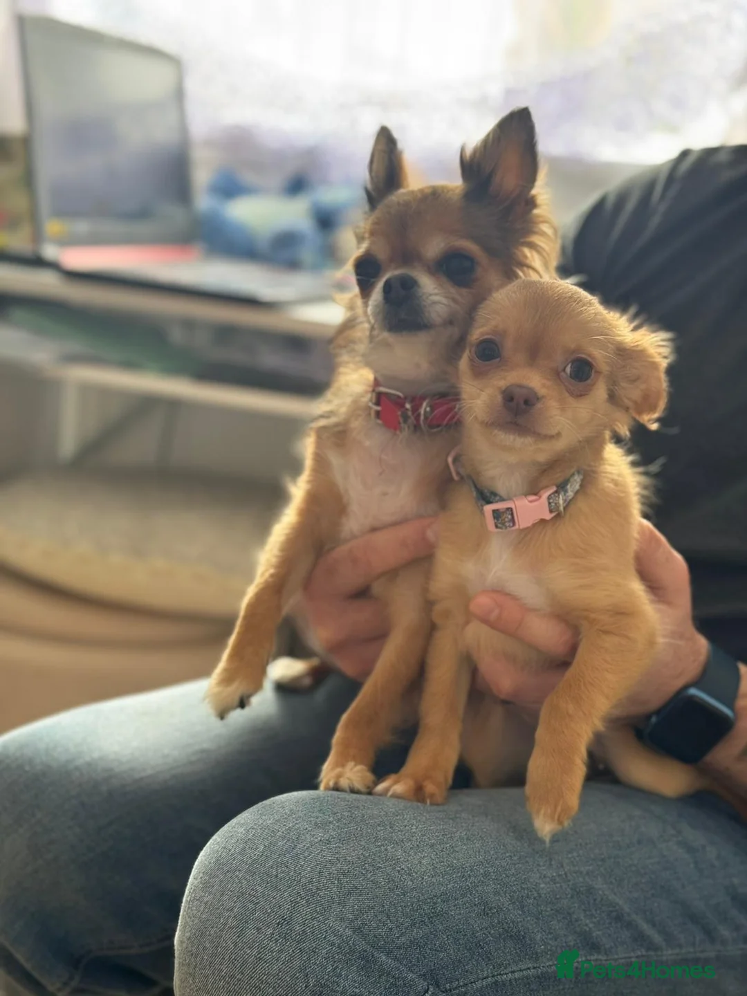 Chihuahua dogs for sale: 🐾 Long-Haired Chihuahua Puppy–Deer Head 🐾 - Advert 2