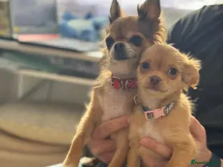 Chihuahua dogs 🐾 Long-Haired Chihuahua Puppy–Deer Head 🐾 - Advert 2