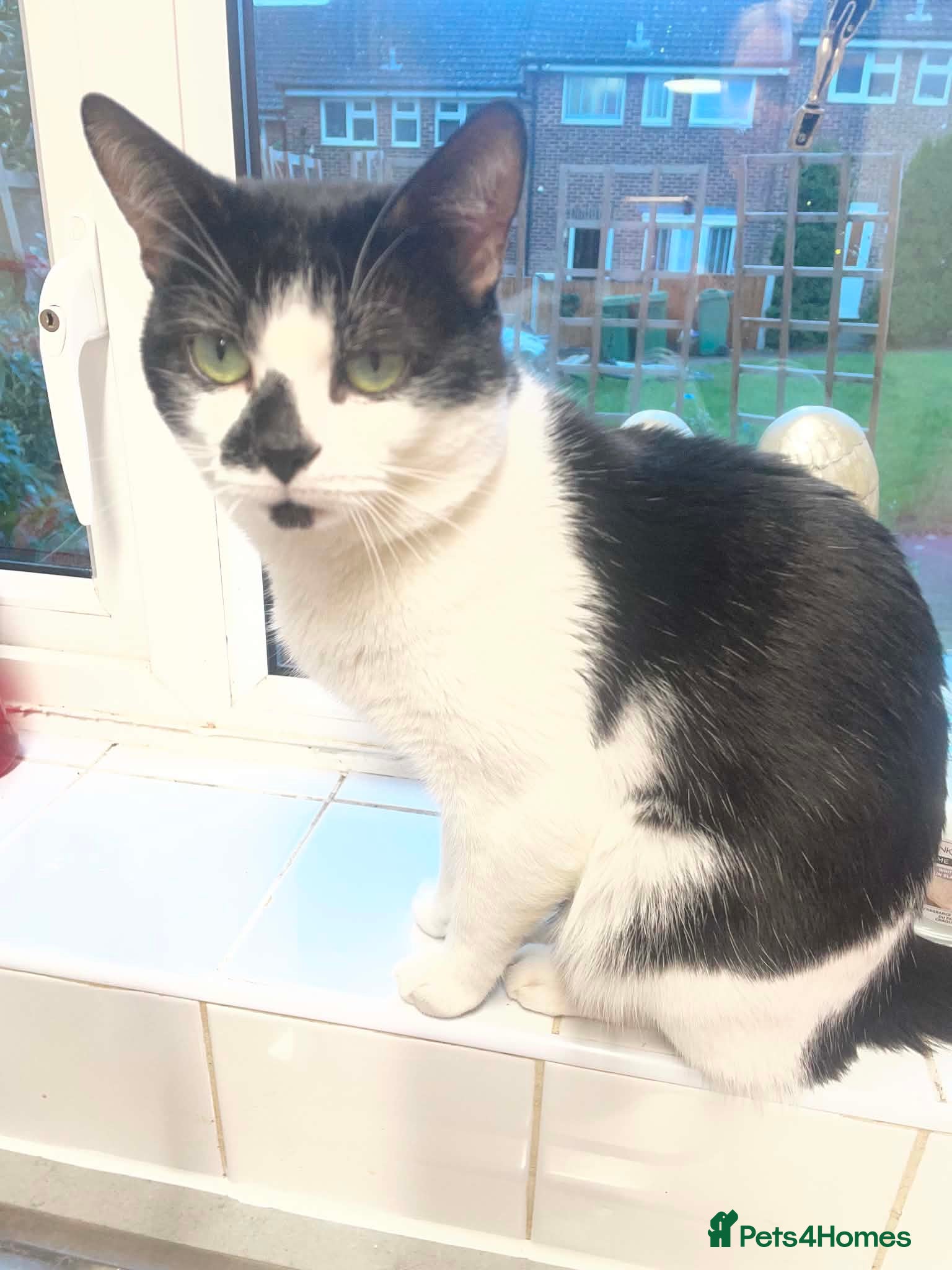 Mixed Breed cats 2 male cats looking for new homes  - Advert 2