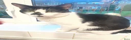 Mixed Breed cats for sale: 2 male cats looking for new homes  in Longfield - Advert 1