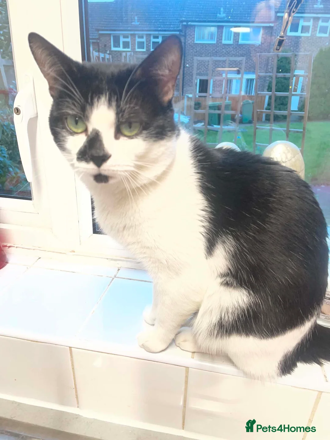 Mixed Breed cats for sale: 2 male cats looking for new homes  in Longfield - Advert 1