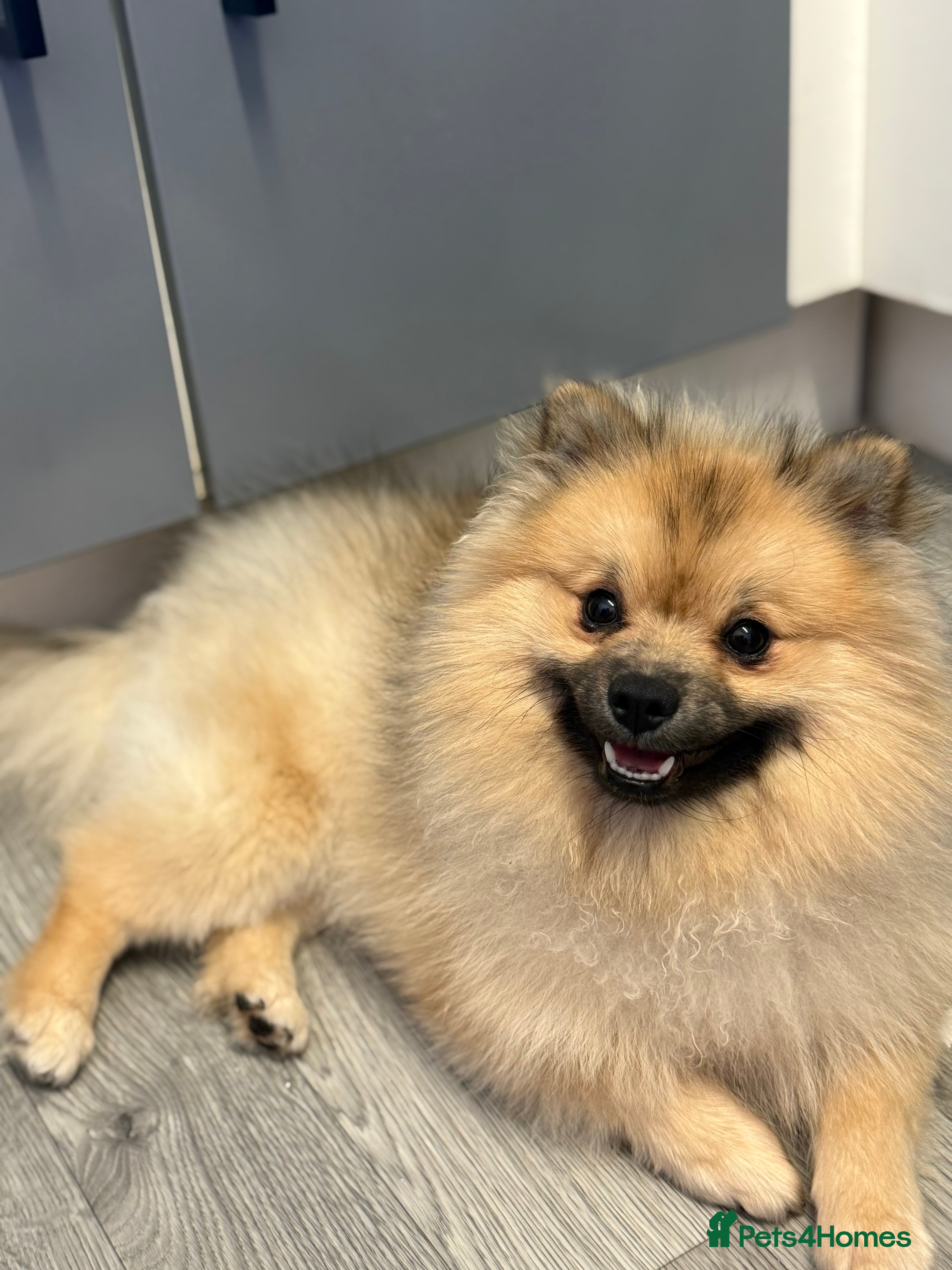 Pomeranian dogs My teddy bear  - Advert 1