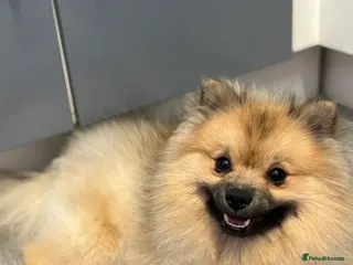 Pomeranian dogs My teddy bear - Advert 1