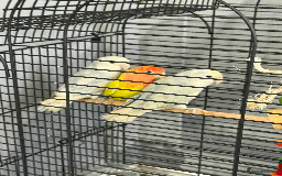 Lovebirds birds for sale: LOVE BIRDS FOR SALE  - Advert 1