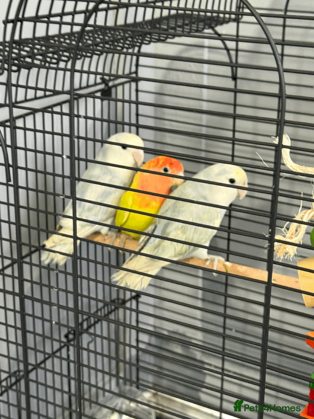 Lovebirds birds for sale: LOVE BIRDS FOR SALE  - Advert 1