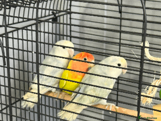 Lovebirds birds LOVE BIRDS FOR SALE - Advert 1