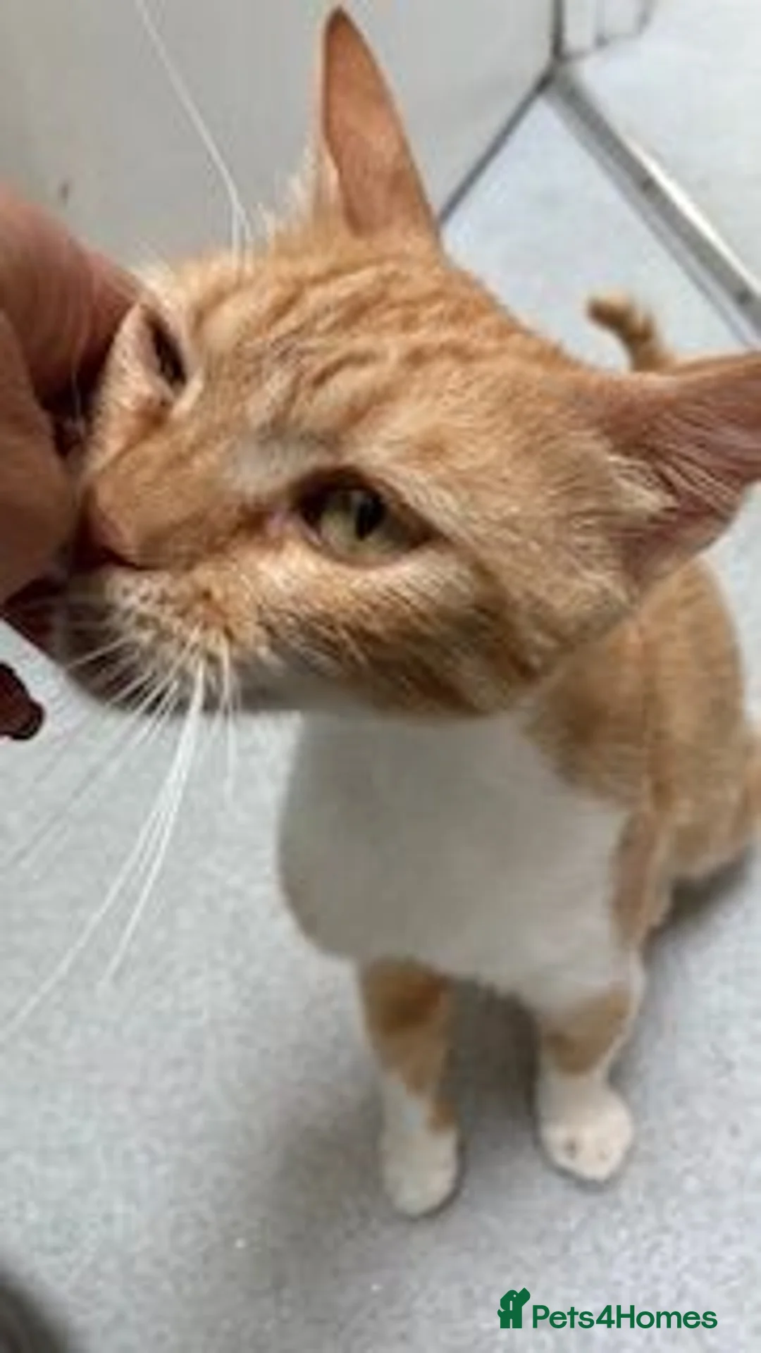 Domestic Shorthair cats for sale: Sultan – 1-Year-Old Ginger & White Female - Advert 2