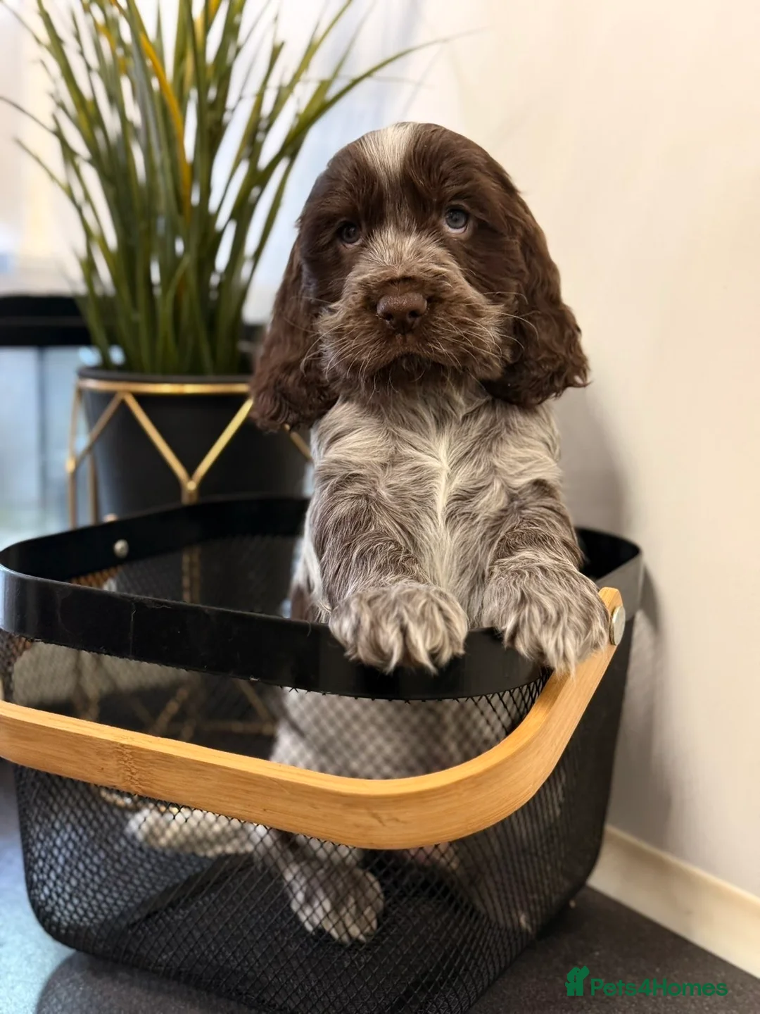 Cocker Spaniel dogs for sale: Show type cocker spaniels  - Advert 8