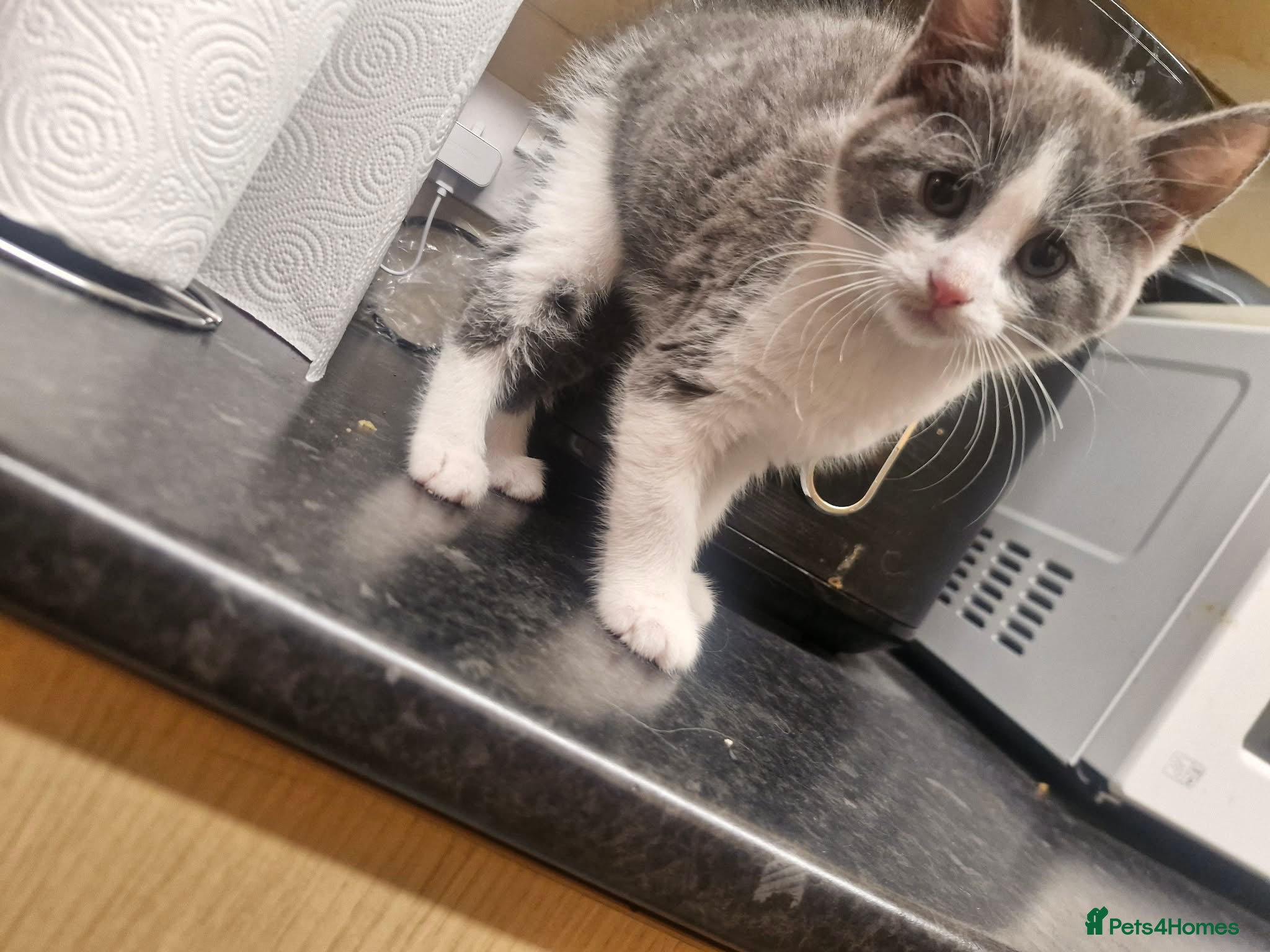 Mixed Breed cats Pretty grey and white boy for sale - Advert 6